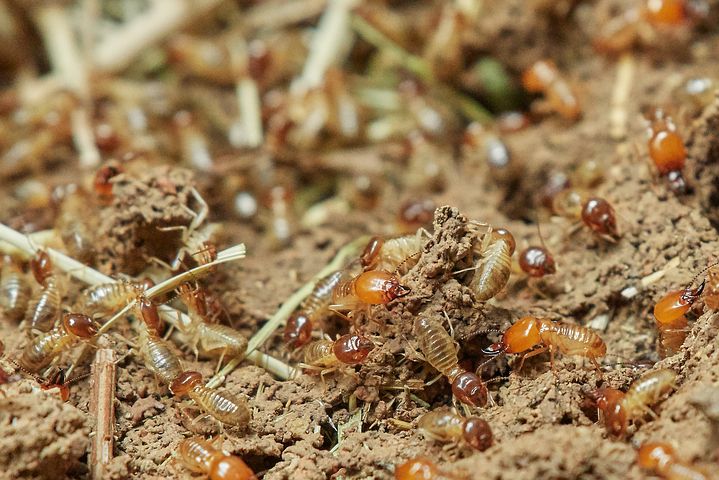 When To Call Termite Pest Control