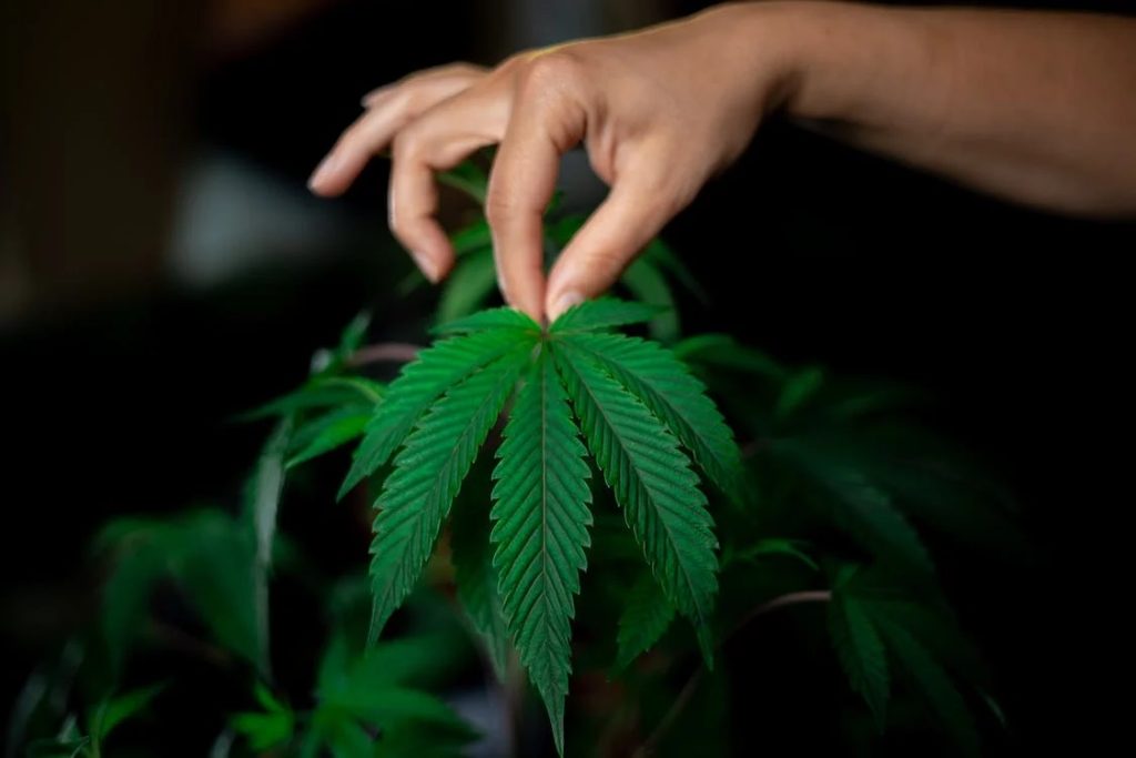 medical marijuanas qld