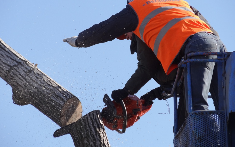 Economic Benefits: Hiring Blacktown’s Premier Tree Extraction Operators
